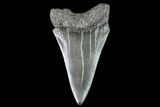 Large, Fossil Mako Shark Tooth - Georgia #75239-1